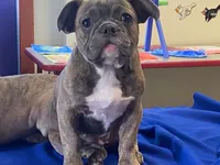 Fancy, a female French Bulldog for sale in Fennimore, WI – 4 of 10