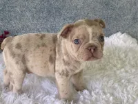 Franky, a male Frenchton for sale in Fennimore, WI – 2 of 10