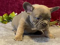 Tank, a male French Bulldog for sale in Fennimore, WI – 8 of 9