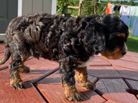 Teddy, a male Cavapoo for sale in Fennimore, WI – 7 of 10