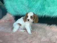 Checkers, a male Cavalier King Charles Spaniel for sale in Fennimore, WI – 5 of 10
