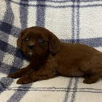 Jackson, a male Cavapoo for sale in Fennimore, WI – Photo 3 of 8