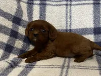 Jackson, a male Cavapoo for sale in Fennimore, WI – Photo 3 of 8