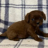 Jackson, a male Cavapoo for sale in Fennimore, WI – Photo 6 of 8