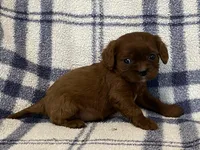 Jackson, a male Cavapoo for sale in Fennimore, WI – Photo 6 of 8
