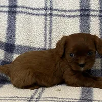 Jackson, a male Cavapoo for sale in Fennimore, WI – Photo 7 of 8