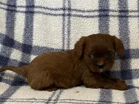 Jackson, a male Cavapoo for sale in Fennimore, WI – Photo 7 of 8