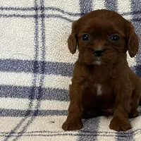 Jackson, a male Cavapoo for sale in Fennimore, WI – Photo 5 of 8