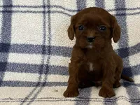 Jackson, a male Cavapoo for sale in Fennimore, WI – Photo 5 of 8