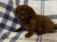 Jackson, a male Cavapoo for sale in Fennimore, WI – Photo 2 of 8
