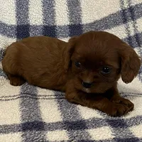 Jackson, a male Cavapoo for sale in Fennimore, WI – Photo 8 of 8