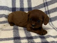 Jackson, a male Cavapoo for sale in Fennimore, WI – Photo 8 of 8