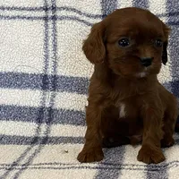 Jackson, a male Cavapoo for sale in Fennimore, WI – Photo 4 of 8