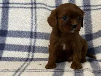 Jackson, a male Cavapoo for sale in Fennimore, WI – Photo 4 of 8