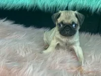 Tiny, a female Pug for sale in Fennimore, WI – 2 of 10