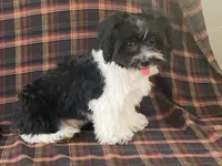 Lex, a male Bichon Frise and Shih Tzu for sale in Fennimore, WI – 6 of 10