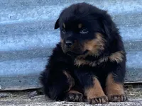 Taffy, a female Rottweiler for sale in Fennimore, WI – 8 of 10