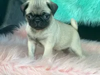 Cha Cha, a female Pug for sale in Fennimore, WI – 4 of 7