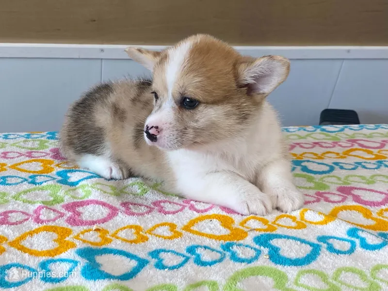 Pearl – Pembroke Welsh Corgi puppy for sale in Fennimore, WI