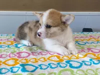 Pearl, a female Pembroke Welsh Corgi for sale in Fennimore, WI – 1 of 10
