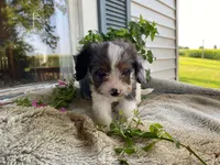 Rusty, a male Cavapoo for sale in Fennimore, WI – 2 of 10