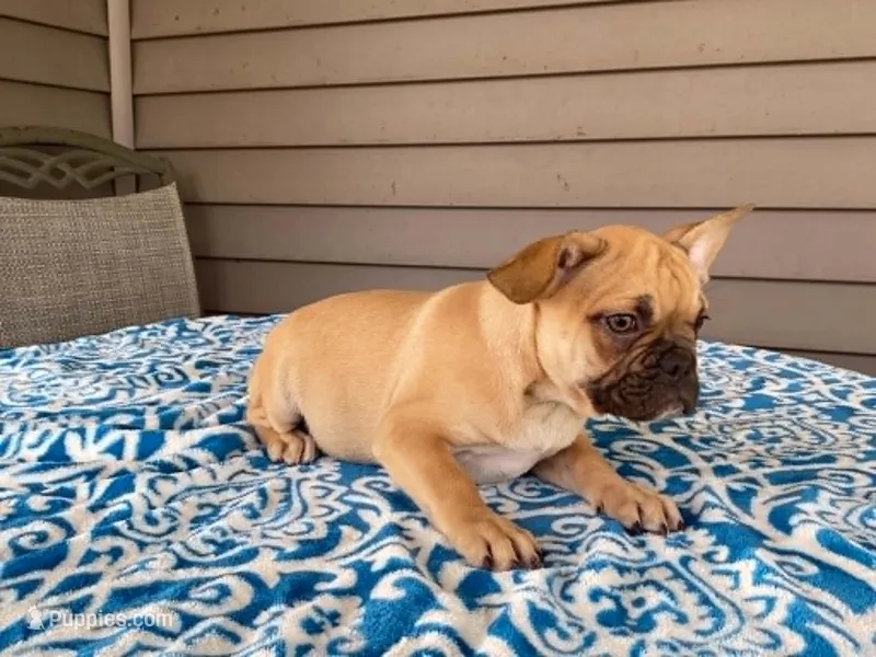 Puffer – French Bulldog puppy for sale in Fennimore, WI