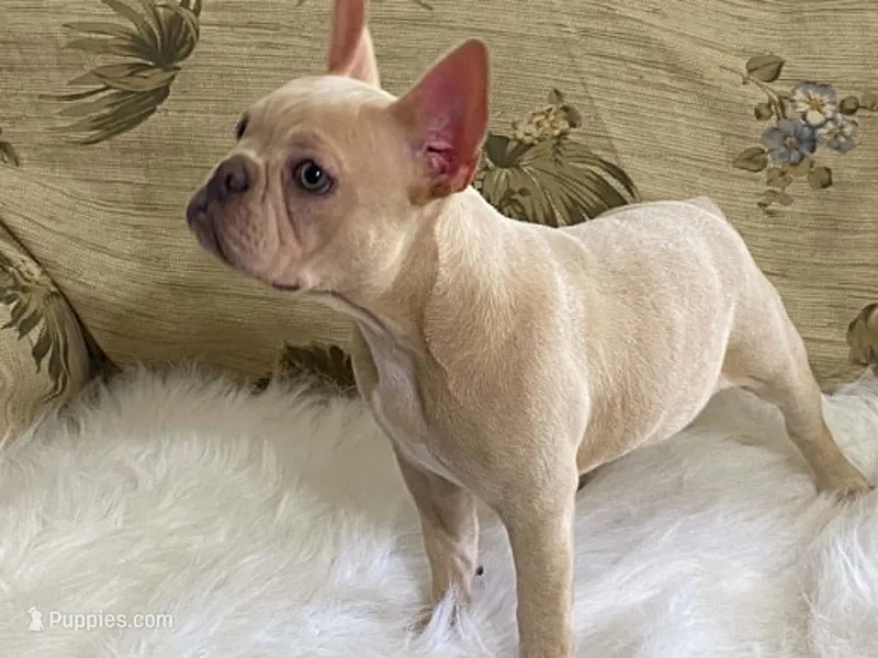 zasha – Frenchton puppy for sale in Fennimore, WI
