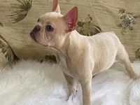 zasha, a female Frenchton for sale in Fennimore, WI – 1 of 9