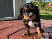 Teddy, a male Cavapoo for sale in Fennimore, WI – 4 of 10