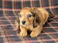 Mini, a female Dachshund for sale in Fennimore, WI – 4 of 9
