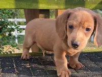Jed, a male Dachshund for sale in Fennimore, WI – 8 of 10