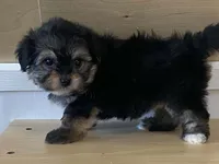 Lexi, a female Morkie for sale in Fennimore, WI – 10 of 10