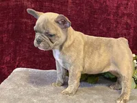 Winnie, a female French Bulldog for sale in Fennimore, WI – 2 of 10