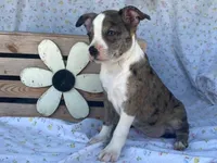 Sassy, a female Boston Terrier and Fox Terrier for sale in Fennimore, WI – 6 of 8