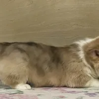 Chaz, a male Pembroke Welsh Corgi for sale in Fennimore, WI – Photo 3 of 9