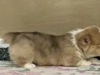 Chaz, a male Pembroke Welsh Corgi for sale in Fennimore, WI – Photo 3 of 9