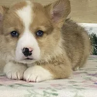 Chaz, a male Pembroke Welsh Corgi for sale in Fennimore, WI – Photo 6 of 9