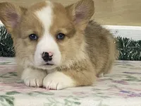 Chaz, a male Pembroke Welsh Corgi for sale in Fennimore, WI – Photo 6 of 9