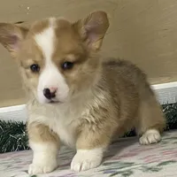 Chaz, a male Pembroke Welsh Corgi for sale in Fennimore, WI – Photo 5 of 9