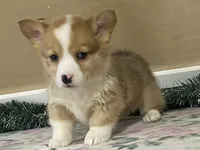 Chaz, a male Pembroke Welsh Corgi for sale in Fennimore, WI – Photo 5 of 9