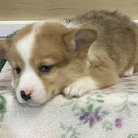 Chaz, a male Pembroke Welsh Corgi for sale in Fennimore, WI – Photo 9 of 9