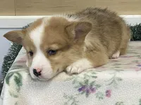 Chaz, a male Pembroke Welsh Corgi for sale in Fennimore, WI – Photo 9 of 9
