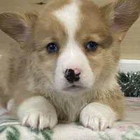 Chaz, a male Pembroke Welsh Corgi for sale in Fennimore, WI – Photo 1 of 9