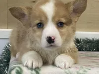 Chaz, a male Pembroke Welsh Corgi for sale in Fennimore, WI – Photo 1 of 9