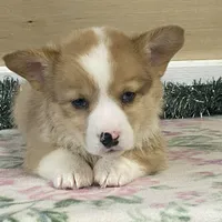 Chaz, a male Pembroke Welsh Corgi for sale in Fennimore, WI – Photo 2 of 9