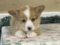 Chaz, a male Pembroke Welsh Corgi for sale in Fennimore, WI – Photo 2 of 9
