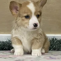 Chaz, a male Pembroke Welsh Corgi for sale in Fennimore, WI – Photo 7 of 9