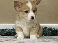 Chaz, a male Pembroke Welsh Corgi for sale in Fennimore, WI – Photo 7 of 9