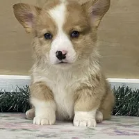 Chaz, a male Pembroke Welsh Corgi for sale in Fennimore, WI – Photo 4 of 9