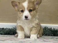 Chaz, a male Pembroke Welsh Corgi for sale in Fennimore, WI – Photo 4 of 9